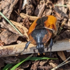 Chondropyga dorsalis at Watson Green Space - 26 Jan 2024