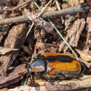 Chondropyga dorsalis at Watson Green Space - 26 Jan 2024 05:06 PM