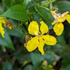 Goodenia ovata (Hop Goodenia) at Watson, ACT - 26 Jan 2024 by AniseStar