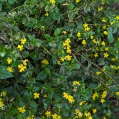 Goodenia ovata at Watson Green Space - 26 Jan 2024