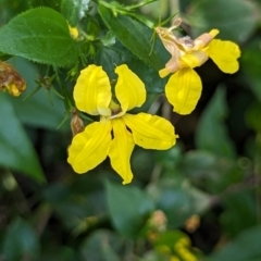 Goodenia ovata at Watson Green Space - 26 Jan 2024 05:02 PM