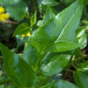 Goodenia ovata at Watson Green Space - 26 Jan 2024