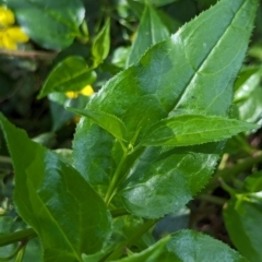 Goodenia ovata at Watson Green Space - 26 Jan 2024