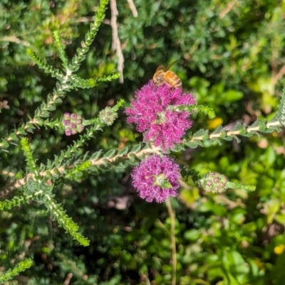 Melaleuca sp. (A Melaleuca) at Watson Green Space - 26 Jan 2024 by AniseStar