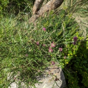 Melaleuca sp. at Watson Green Space - 26 Jan 2024