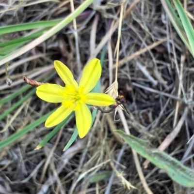 Tricoryne elatior (Yellow Rush Lily) at Oakey Hill - 26 Nov 2023 by RobynS