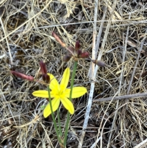 Tricoryne elatior at Oakey Hill - 26 Nov 2023 12:00 PM