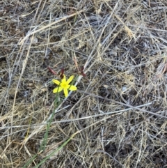 Tricoryne elatior at Oakey Hill - 26 Nov 2023