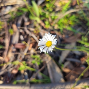 Brachyscome aculeata at Jerangle, NSW - 27 Jan 2024