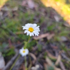 Brachyscome aculeata at Jerangle, NSW - 27 Jan 2024