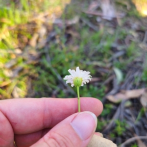 Brachyscome aculeata at Jerangle, NSW - 27 Jan 2024