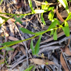 Brachyscome aculeata at Jerangle, NSW - 27 Jan 2024