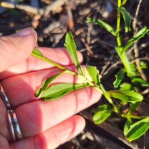 Brachyscome aculeata at Jerangle, NSW - 27 Jan 2024