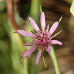 Tragopogon porrifolius subsp. porrifolius at Watson Green Space - 27 Jan 2024