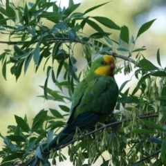 Polytelis swainsonii (Superb Parrot) at Watson Green Space - 27 Jan 2024 by AniseStar