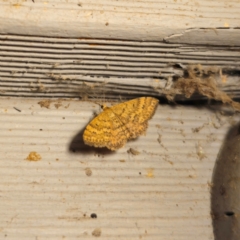 Scopula rubraria (Reddish Wave, Plantain Moth) at QPRC LGA - 27 Jan 2024 by Csteele4
