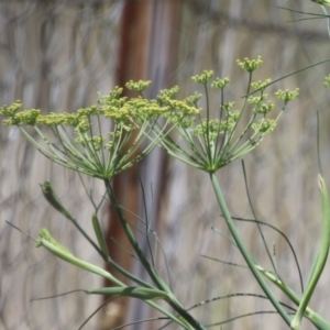 Foeniculum vulgare at Symonston, ACT - 27 Jan 2024