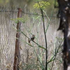 Foeniculum vulgare at Symonston, ACT - 27 Jan 2024