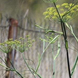 Foeniculum vulgare at Symonston, ACT - 27 Jan 2024