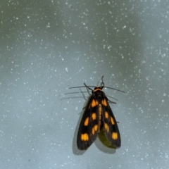 Asura cervicalis (Spotted Lichen Moth) at Wingecarribee Local Government Area - 24 Jan 2024 by Aussiegall