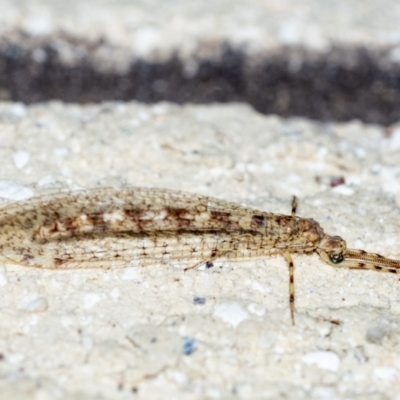 Unidentified Antlion (Myrmeleontidae) at Penrose, NSW - 27 Jan 2024 by Aussiegall