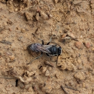 Sphecidae or Crabronidae (families) at Watson Green Space - 26 Jan 2024