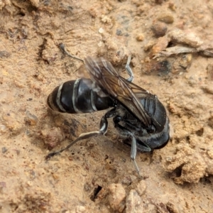 Sphecidae or Crabronidae (families) at Watson Green Space - 26 Jan 2024