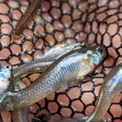Gambusia holbrooki (Gambusia, Plague minnow, Mosquito fish) at Watson Green Space - 26 Jan 2024 by AniseStar