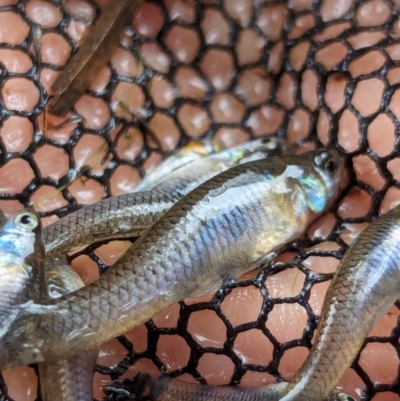 Gambusia holbrooki (Gambusia, Plague minnow, Mosquito fish) at Watson, ACT - 26 Jan 2024 by AniseStar