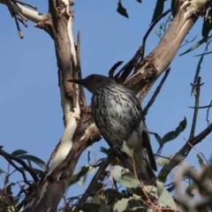 Oriolus sagittatus (Olive-backed Oriole) at Watson Green Space - 27 Jan 2024 by AniseStar