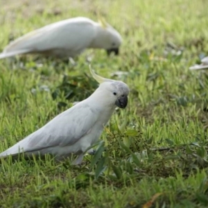 Cacatua galerita at Watson Green Space - 28 Jan 2024 08:26 AM