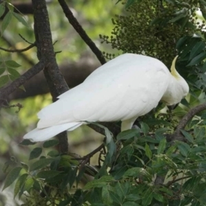 Cacatua galerita at Watson Green Space - 28 Jan 2024 08:26 AM