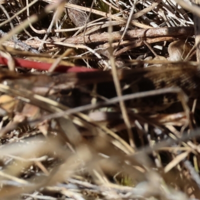 Gastrimargus musicus (Yellow-winged Locust or Grasshopper) at Nail Can Hill - 27 Jan 2024 by KylieWaldon