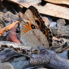 Junonia villida (Meadow Argus) at Nail Can Hill - 26 Jan 2024 by KylieWaldon