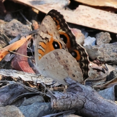 Junonia villida (Meadow Argus) at Nail Can Hill - 26 Jan 2024 by KylieWaldon