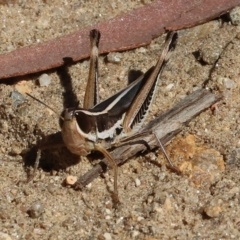 Macrotona sp. (genus) (Macrotona grasshopper) at Nail Can Hill - 27 Jan 2024 by KylieWaldon