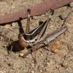 Macrotona sp. (genus) (Macrotona grasshopper) at Nail Can Hill - 26 Jan 2024 by KylieWaldon