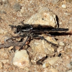 Asilidae (family) (Unidentified Robber fly) at Nail Can Hill - 27 Jan 2024 by KylieWaldon