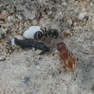 Meranoplus sp. (genus) at QPRC LGA - suppressed