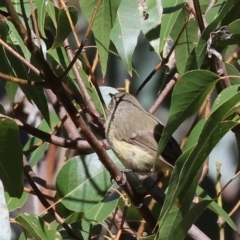 Acanthiza reguloides (Buff-rumped Thornbill) at Nail Can Hill - 27 Jan 2024 by KylieWaldon