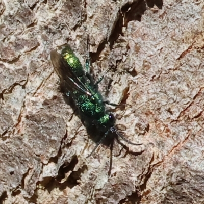 Chrysididae (family) (Cuckoo wasp or Emerald wasp) at Albury - 27 Jan 2024 by KylieWaldon