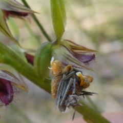 Unidentified Case moth (Psychidae) at Charleys Forest, NSW - 27 Jan 2024 by arjay