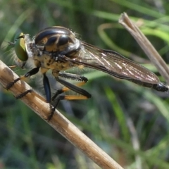 Unidentified Robber fly (Asilidae) at Charleys Forest, NSW - 27 Jan 2024 by arjay