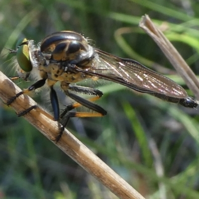 Unidentified Robber fly (Asilidae) at Charleys Forest, NSW - 27 Jan 2024 by arjay