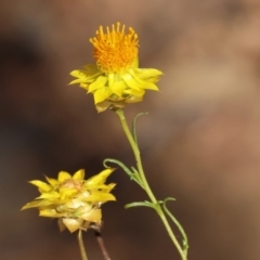 Xerochrysum viscosum (Sticky Everlasting) at Albury - 26 Jan 2024 by KylieWaldon