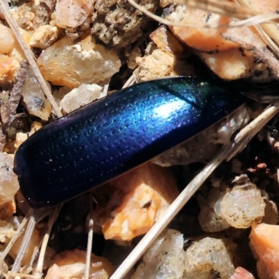 Unidentified Beetle (Coleoptera) at Albury, NSW - 26 Jan 2024 by KylieWaldon