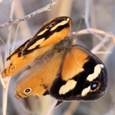 Heteronympha merope (Common Brown Butterfly) at Albury - 26 Jan 2024 by KylieWaldon