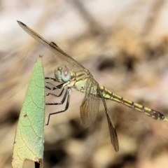 Orthetrum caledonicum at Albury, NSW - 26 Jan 2024 by KylieWaldon