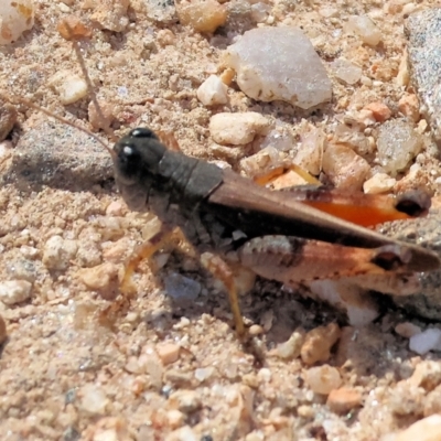 Phaulacridium vittatum (Wingless Grasshopper) at Nail Can Hill - 26 Jan 2024 by KylieWaldon