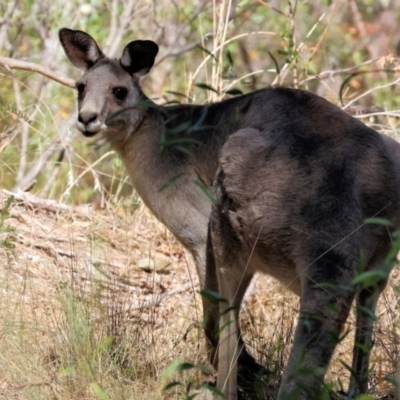 Macropus giganteus (Eastern Grey Kangaroo) at Nail Can Hill - 26 Jan 2024 by KylieWaldon